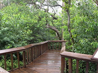 Gumbo Limbo Nature Center - Photo Credit: http://en.wikipedia.org/wiki/File:Gumbo-limbo-plank-trail.jpg