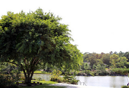 Morikami Gardens - Image Credit: www.flickr.com/photos/anachristina_/5162444011/